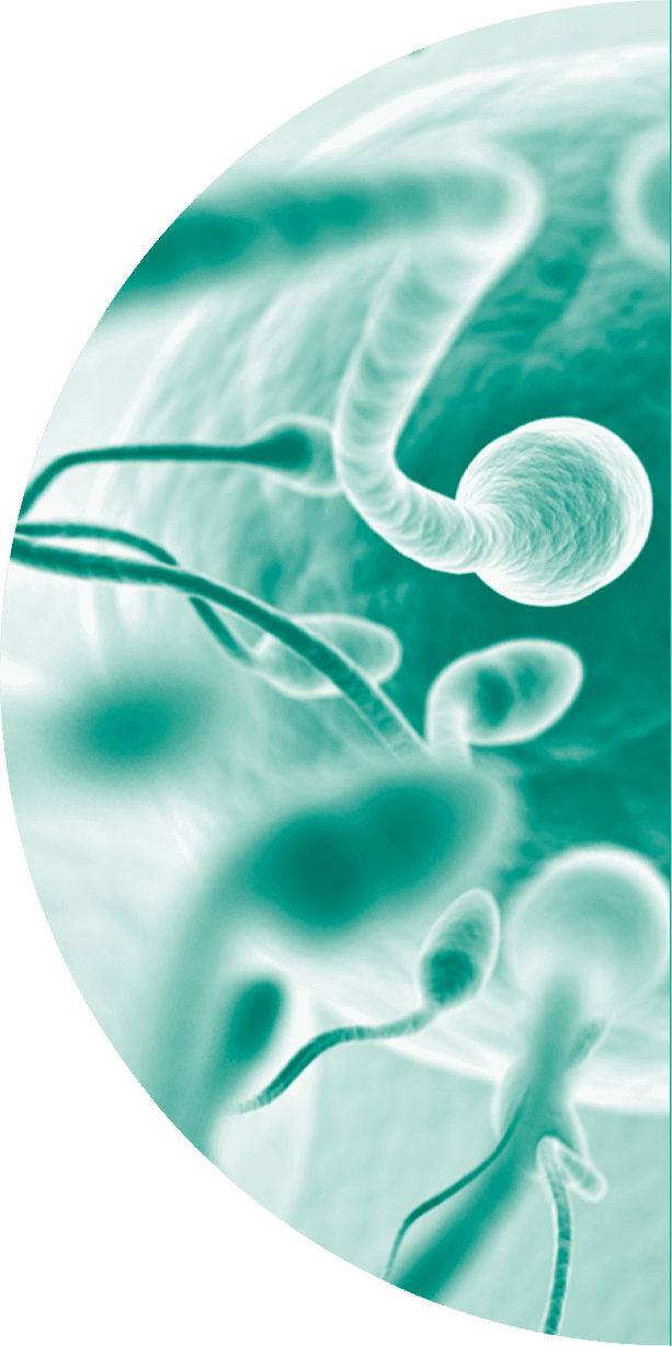 spermimage_half